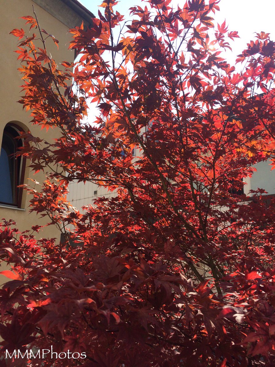 ManuelaMravlak's tweet photo. At my first place of work for today, in the town called #Ferlach, I discovered this wonderful tree that has red leaves 🍁
In combination with the sun —
a sea of bright red! 🍂🍁🌞
Endless beauty...
#MMMExperiences #MMMatWork #Colorful #Red #Bright #Leaves 🍁 #NaturePhotography 🌞 https://t.co/36GAfVWRkR