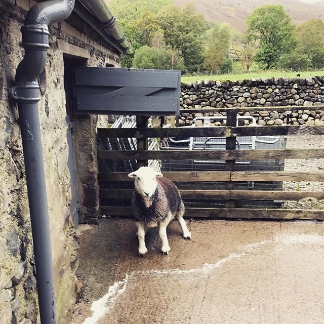 Washing sheep yesterday for today’s 150th #Eskdale Show! #lakedistrict #herdwick