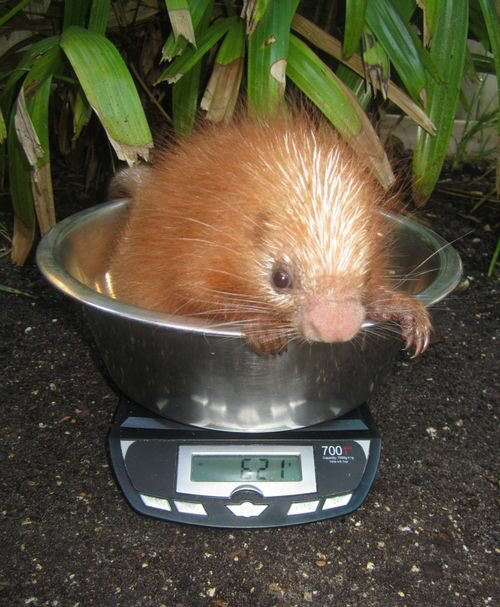 Here’s how you weigh a baby porcupine (a porcupette!).(:  @StAugGatorFarm)
