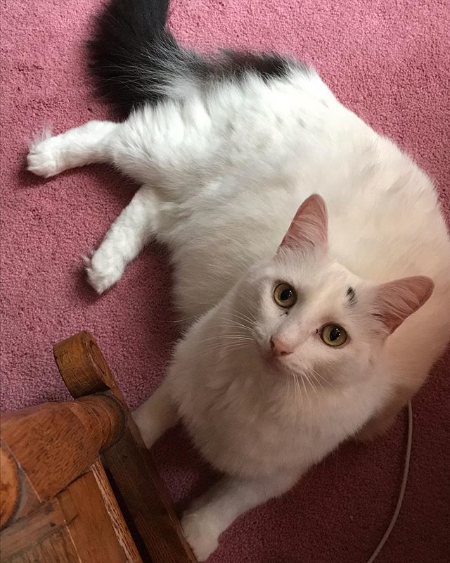 BlancaTheKitty's tweet photo. Happy #Caturday! It’s the weekend!
#supercatsaturday #crazycatmom #felinelove #blancathekitty #cats #catsofinstagram #crazycat #ilovethiscat https://t.co/ga93jQNUub https://t.co/mmoAFfUw6U