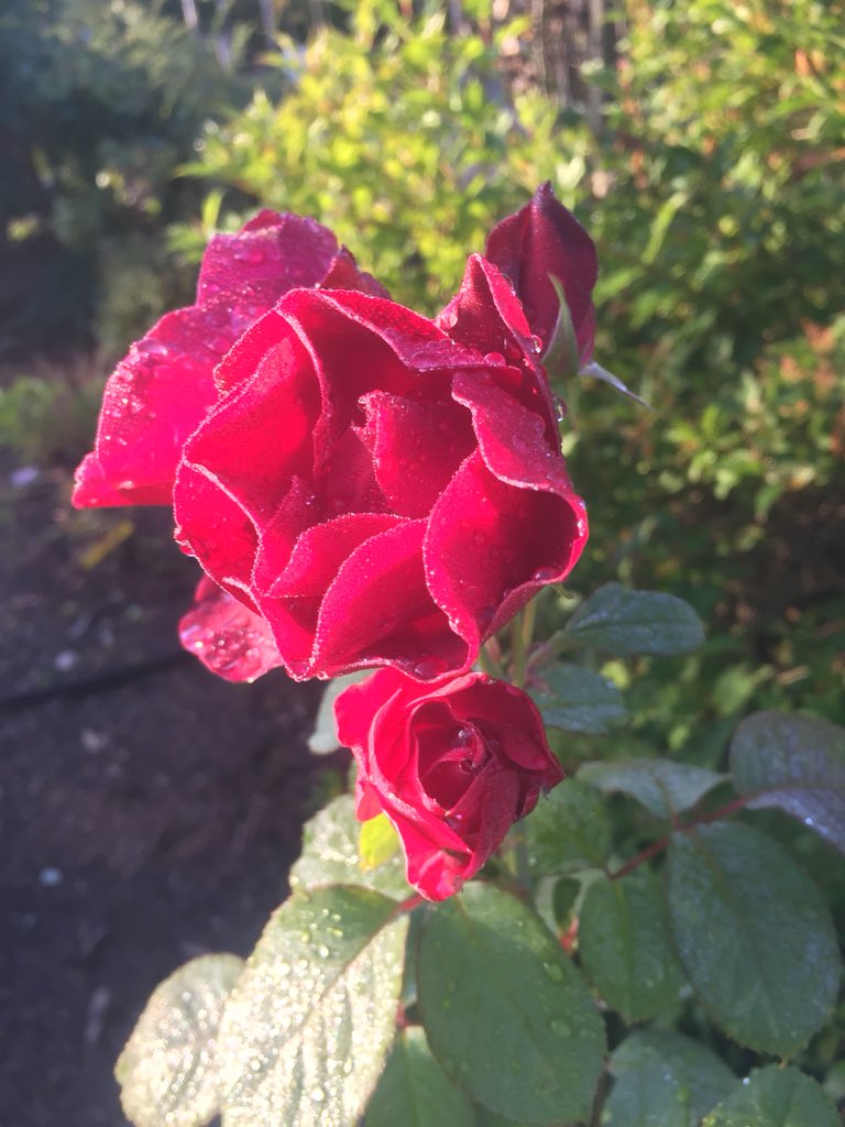 SoniaGlover9's tweet photo. There’s just something about roses and rain that’s oh so pretty.
#BeautyOfFlowersNursery #HareBay #StopAndSmellTheRoses
#Nature #Gardening https://t.co/SzBVmM70Lx