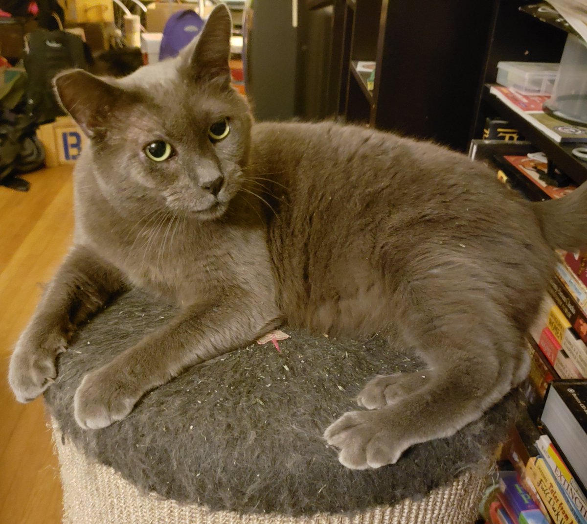 necrotelicom's tweet photo. Percival being adorable & incredibly stoned atop his perch.
#percivalthegrey #Caturday #catsoftwitter #catsofpdx #nipbinge https://t.co/EilVjDfNXV