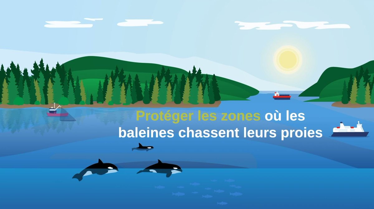 JonathanWNV's tweet photo. Nous savons que la disponibilité des proies est la menace n ° 1 contre l'épaulard résident du Sud. C'est pourquoi les mesures prises par notre gouvernement pour réduire de 35% la pêche du saumon quinnat sont si importantes. #Protégerlesbaleines https://t.co/La4zZc49LA