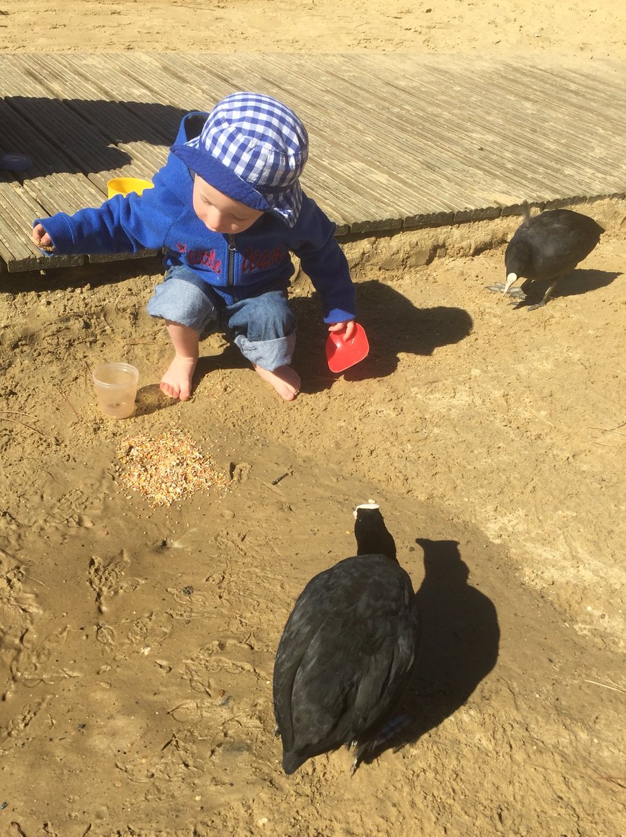 teeveejunkee's tweet photo. A pile of nutritious seeds for the coots - no bread for 🦆🦆🦆@breaducationUK #snapaquack https://t.co/3KpLqyZS4v
