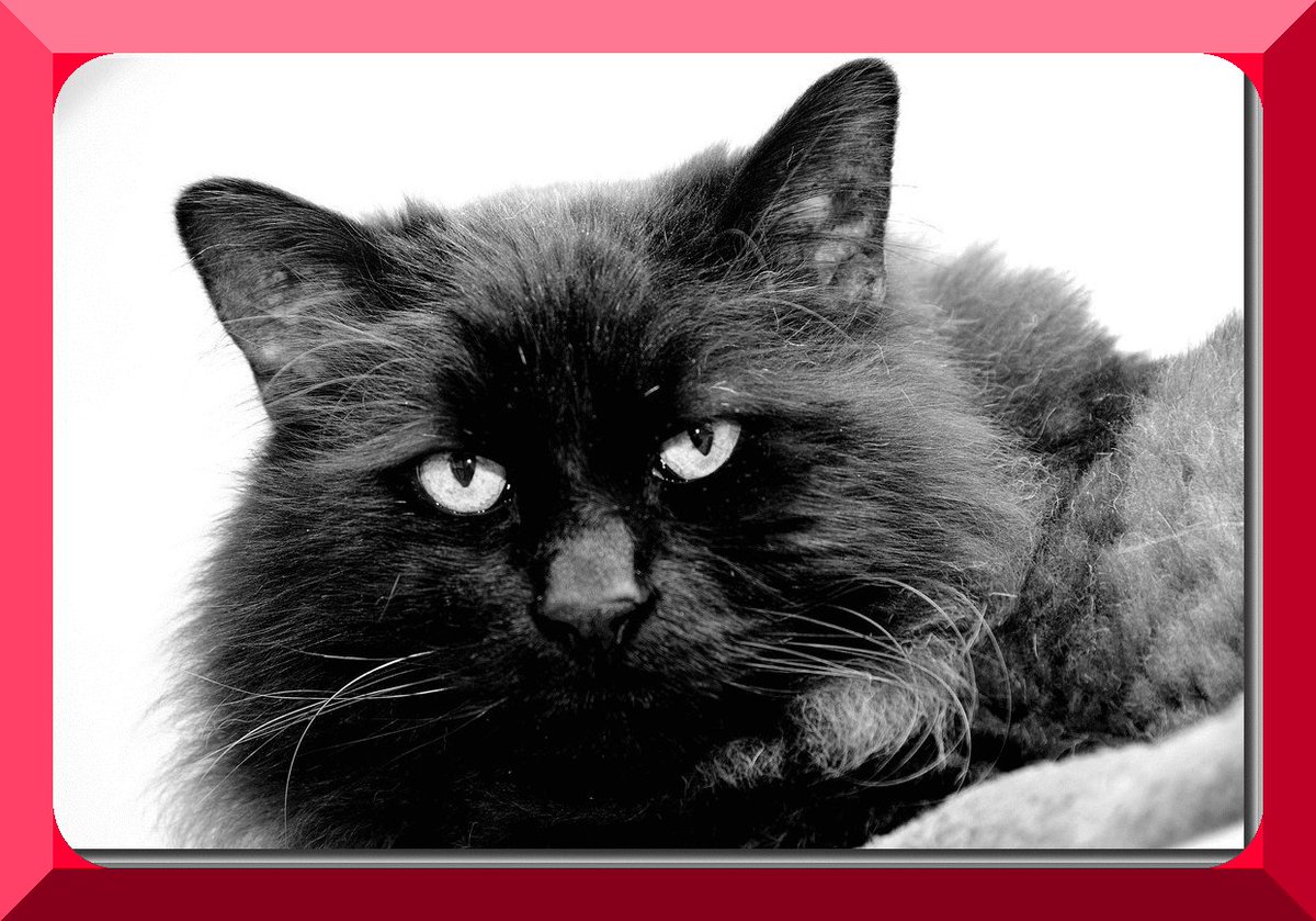 ChwkSafeHaven's tweet photo. #SafeHavenCats send #SaturdayThanks to Christi for her monthly #Sponsorship donation for Cricket, #LongTimeResident! If you cannot adopt, sponsoring a cat is an awesome way to have a #CatConnection AND you get a professional photo of your feline friend! #SponsorACat #ForgottenCat https://t.co/TzXcoSa9WH
