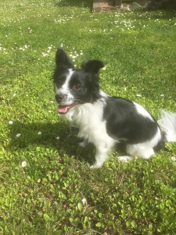 Yahtzee Croshaw On Twitter Not Doing A Weekend Stream Today Guys Sorry I Have A Thing Please Enjoy This Picture Of My Dog Instead