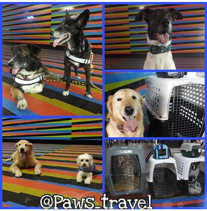 Paws_travel tweet media