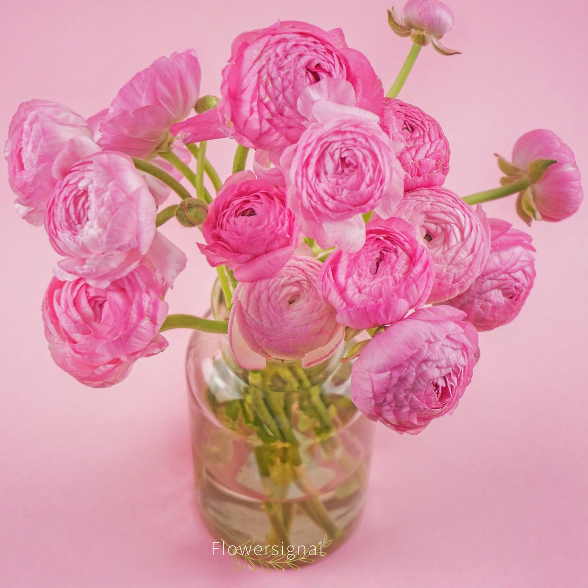 花语家 Flowersignal Twitter 花语家 Flowersignal Twitter