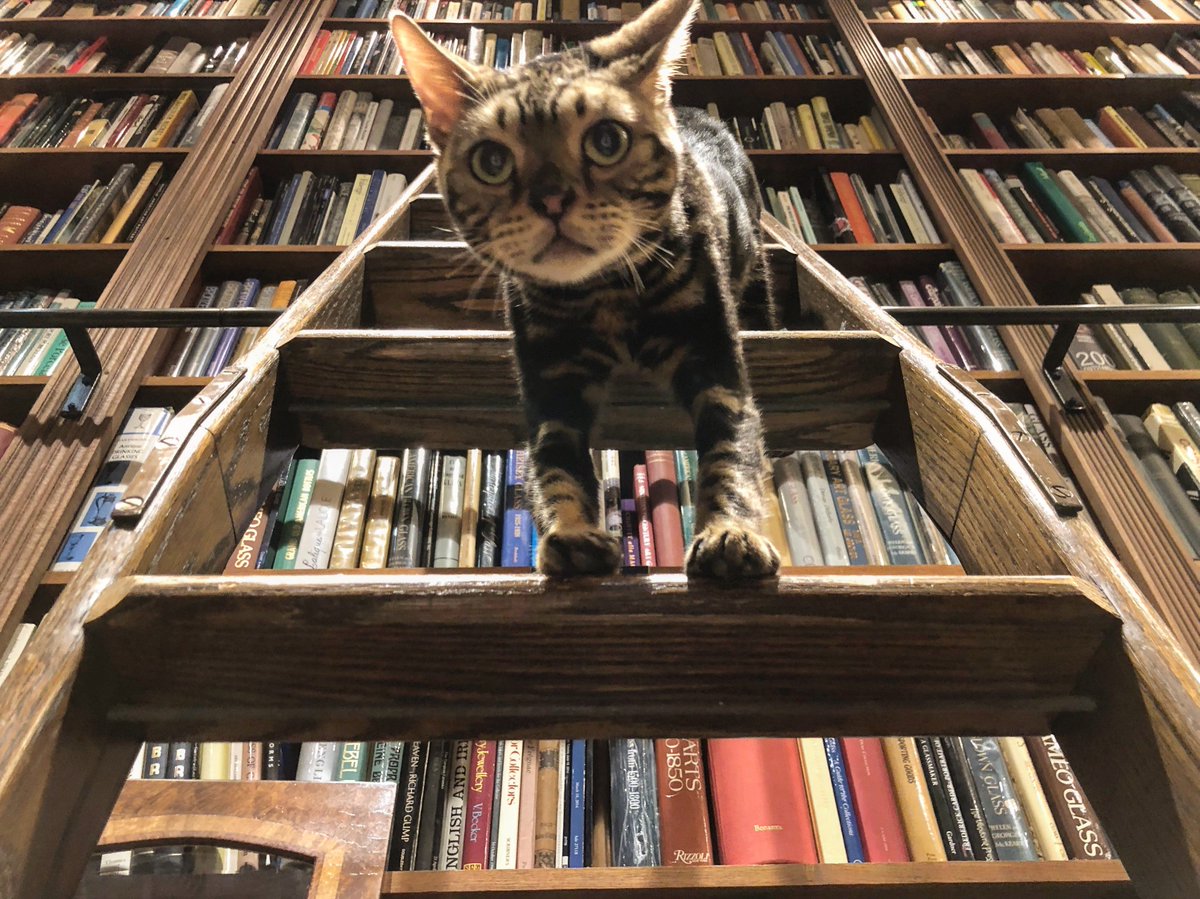 oldfloridabooks's tweet photo. Bob perusing the #bookshelves this #caturday https://t.co/AwCjqbapGV