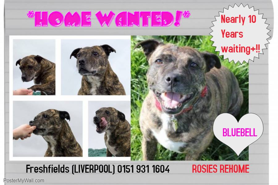 Its_A_Staffy_Thing tweet media