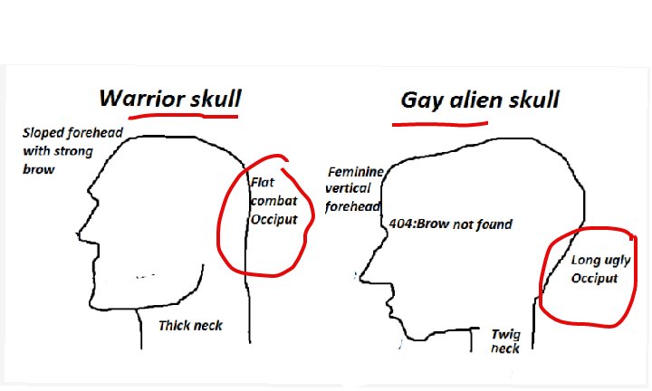 Warrior skull Gay alien skull Sloped forehead with strong brow