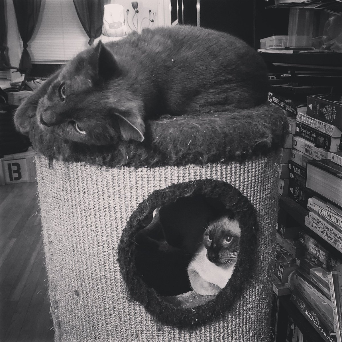 TheZiba's tweet photo. Percival and Ziba getting goofy on the 'nip.
#pdx #pdxcats #catsofportland #catsofpdx #ohspets #meezer #siamese #teamziba4life #rescuedismyfavoritebreed #cats #kittens #catlandia
#artharder #willowfilter #siamese_feature #playtime #nipbinge #percivalthegrey #CatsOfTwitter https://t.co/RBT41TOWj2