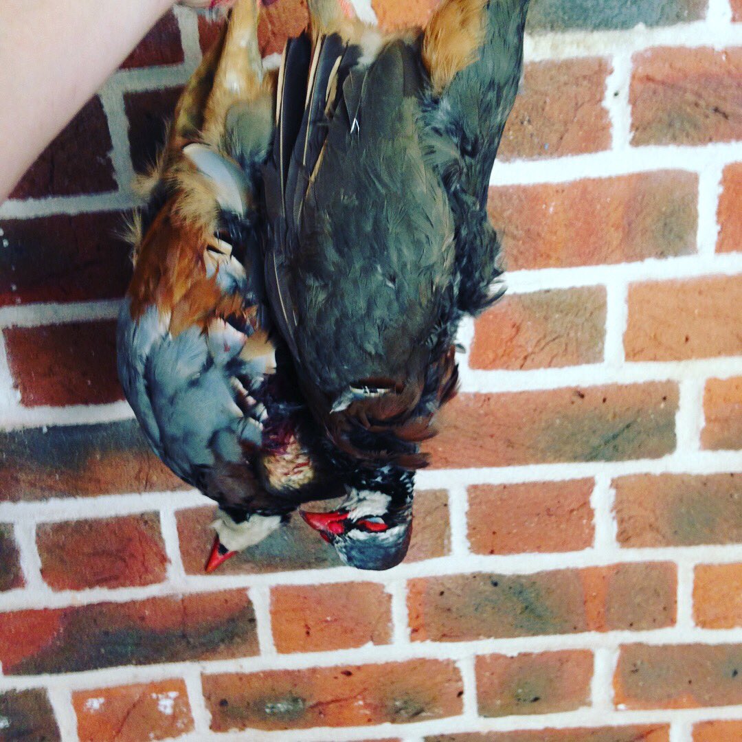 Gisbysgame's tweet photo. The partridge are getting slightly plumper by the week, making us some lovely terrines.. All part of our shoot goody bags for your guns at the end of a shoot.
We can personalise goody bags and all products made with game shot by your guns
#eatwhatyoushoot #eatmoregame https://t.co/71YJ92hdZa