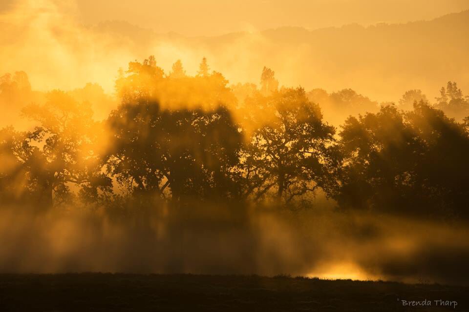 Morning Mist, Laguna de Santa Rosa, photo by Brenda Tharp, Heron Hall exhibit lagunadesantarosa.org/learning_art_e… #artandnature