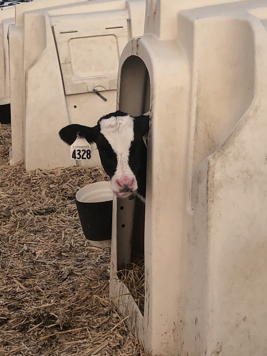 The look you get when you interrupt their after-breakfast nap