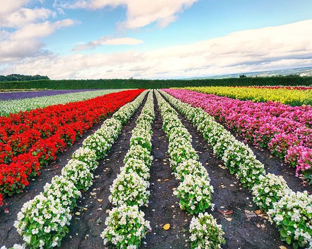 fndyrhappyplate's tweet photo. Farm Tomita in central Hokkaido ❤️🧡💛💚💙💜
.
.
.
.
.
.
.
.
.
.
.
.
.
.
.
.
#happyplate #farmtomita #tomitafarm #tomita #beautifuldestinations #flowerfield #flowerfields #ilovetravel #travelerinjapan #visitjapan #travelwithme #flowers #lavenderfields… https://t.co/lD4R8tKFle https://t.co/QBwj8wMKbz