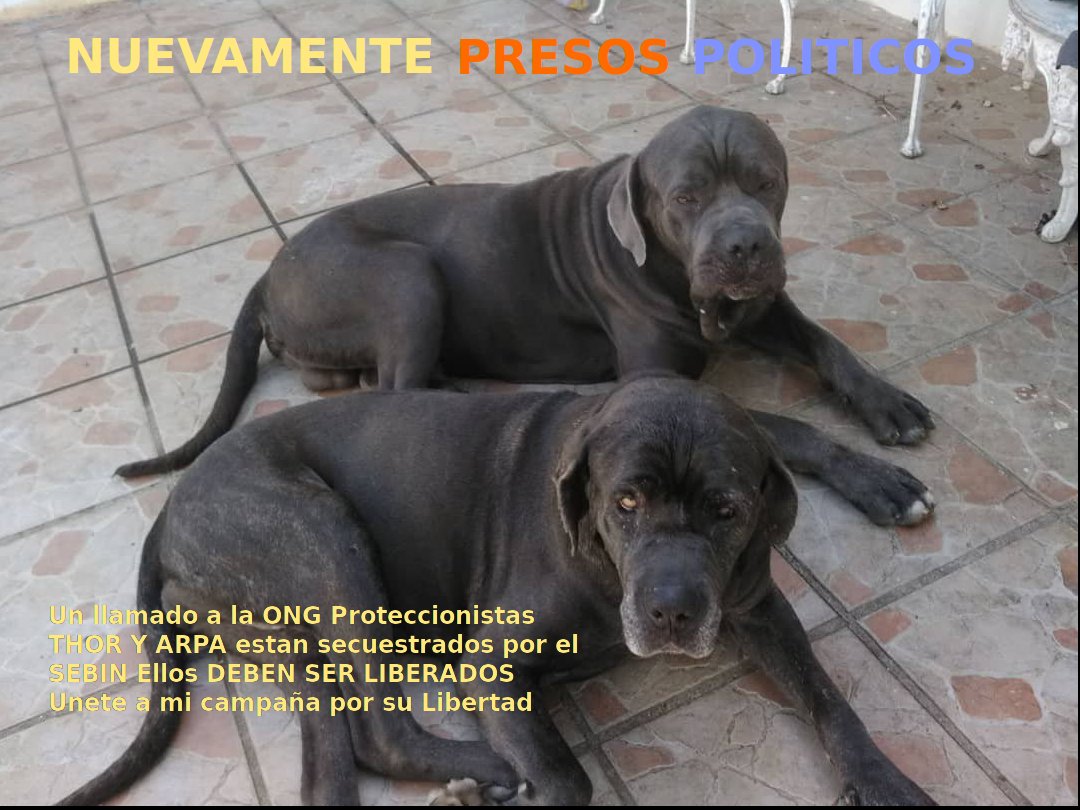 EXIJO a <a href="/jorgerpsuv/">Jorge Rodríguez</a> que asi como presentó un video de Angela Exposito presente un video de THOR Y ARPA para que asi nos demuestre q continuan vivos y el estado fisico de ellos Solo en Venezuela THOR y ARPA Primeros PERROS PRESOS POLITICOS de la Dictadura