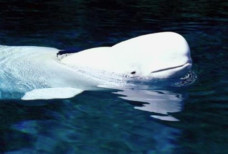 К какой группе обитателей океана относятся белухи. Кит Белуха. Белый кит Белуха. Беломорская Белуха. Белуха в Арктике.