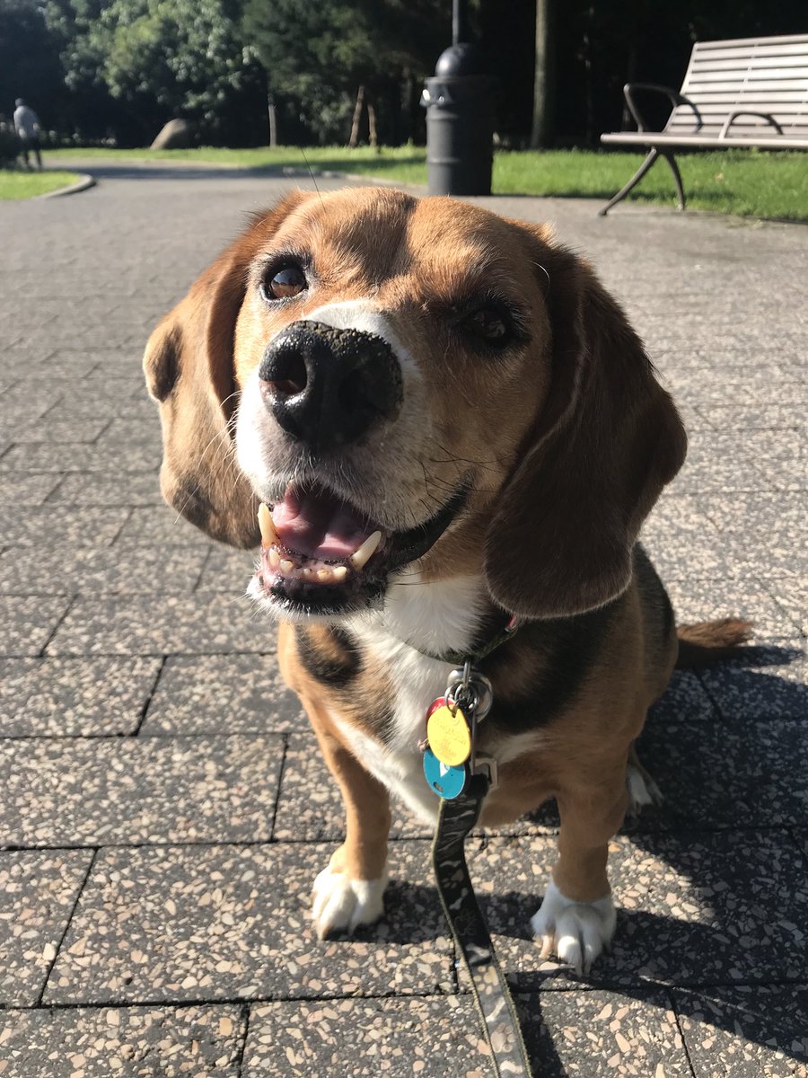 pandcpetcare's tweet photo. Sunny Saturdays are our favorite ☀️ #bobo #beaglesofinstagram #beagles #dogs #dogsofinstagram #doggies #walks #preciousandcompany #morningwalks #morning #saturdaymorning #maspeth #elmhurstpark #parktime #maspethny #park #maspethpups https://t.co/zgnvhL4EvM