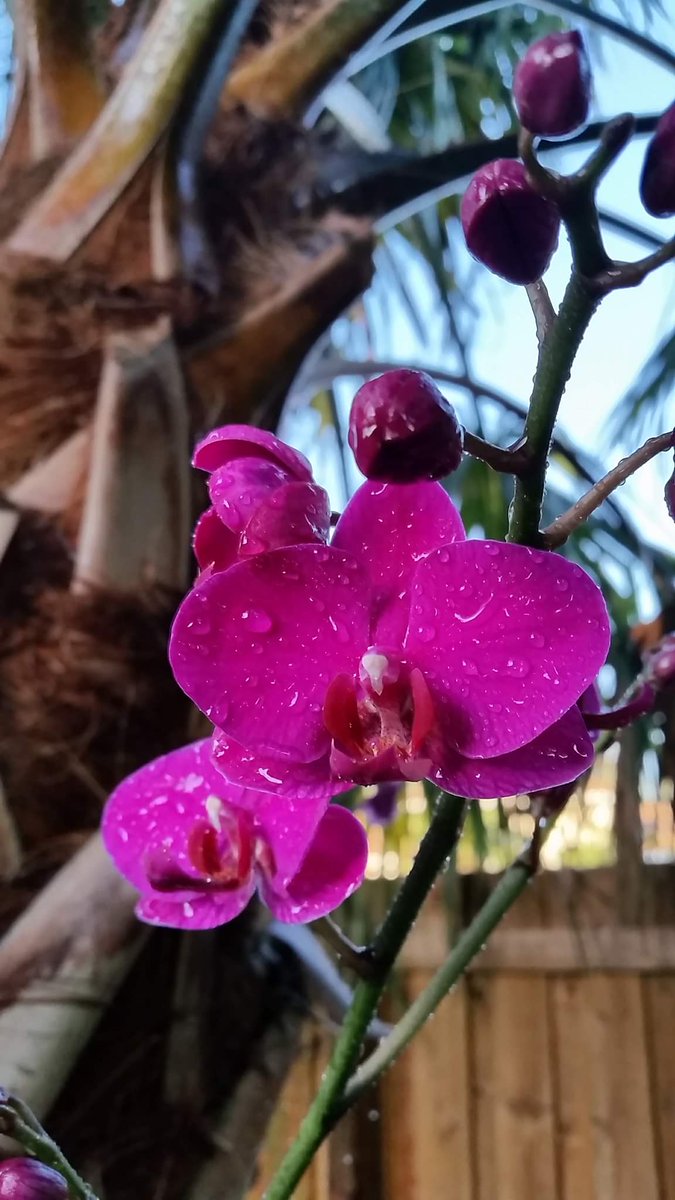 pinatasbyedith's tweet photo. #orchids #prettyorchids https://t.co/ctZivARIqY