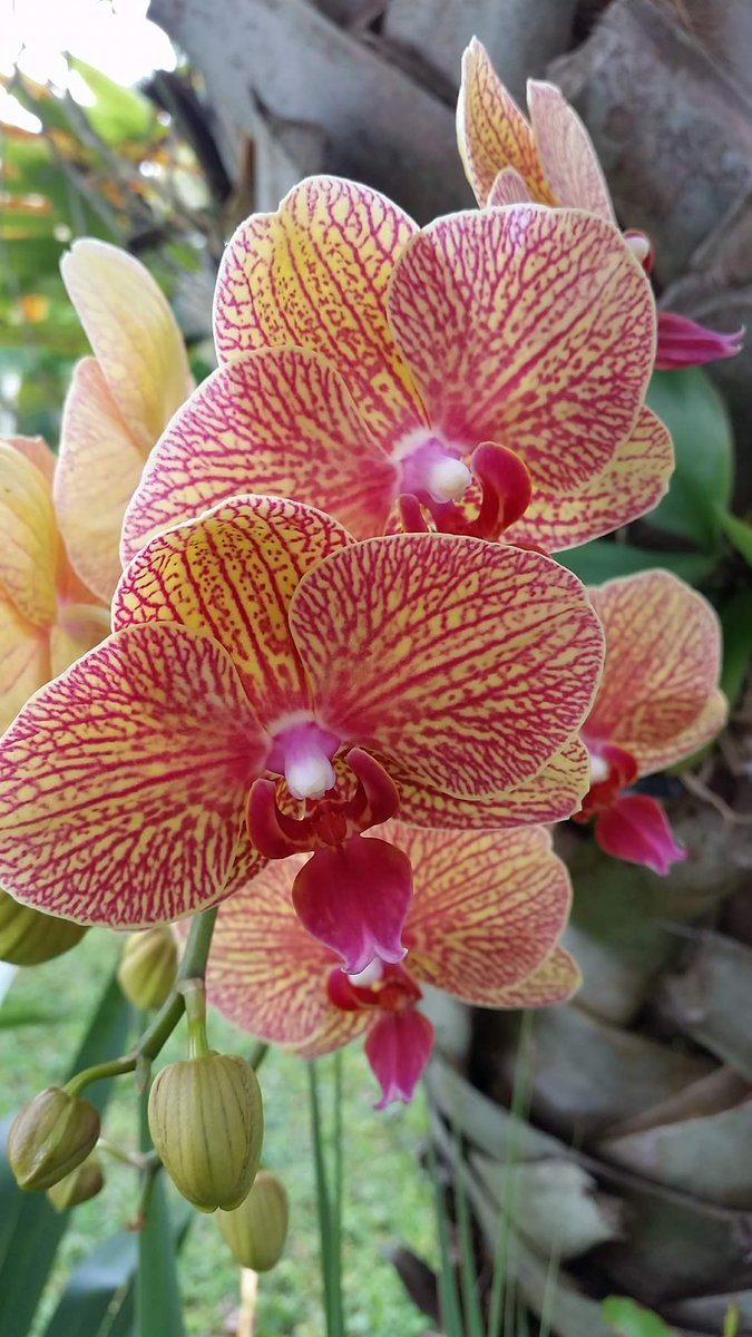 pinatasbyedith's tweet photo. #orchids #prettyorchids https://t.co/3BBdBfMgWg