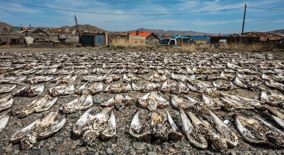 TheFalconBirder's tweet photo. Saker Falcon (Falco cherrug) - an @IUCNRedList Endangered species. Hundreds of corpses laid out to expose the sheer scale of the silent, insidious threat of #electrocution at power distribution poles. We invented the problem and we know how to design it out. #letsdoit #SakerGAP https://t.co/uFHnhbVnmA