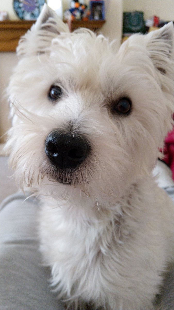K8WANE's tweet photo. When you're out and your @dhlexpressuk parcel comes. It would appears somehow our dog has stolen a whole pad from one of your drivers! Sorry! Meanwhile we're still trying to figure out where our parcel went... #sorry #westie #socute #getsawaywitheverything https://t.co/4ZpTSF6fIb