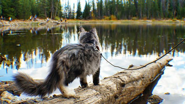 KitsuneSFC's tweet photo. I see adventure all around! .
.
.
.
.
#adventurecat #epicadventurecat #epicadventure #explore #greatoutdoors #catonleash #siberiancat #epiccatchronicles #hiking #siberian #epiccat #catsofworld #catastic #awesome #followadventurecats
#maneki #manekineko #… https://t.co/E6HrW20IDd https://t.co/O9g4hTGqCy