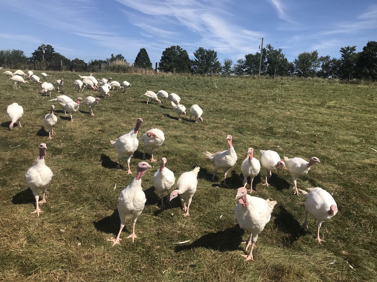 PastureHill's tweet photo. Gobble gobble!! It’s #turkeytime y’all! #pastured #freerange #Sustainability #eatlocal #knowyourfarmer #thanksgiving #yummyfood available next Saturday @AlderneyMarket @brewerymarket and you can also find our turkeys @StirlingFruit and @oem_halifax 🦃🍁🌾 https://t.co/pPjJ7qvuX3