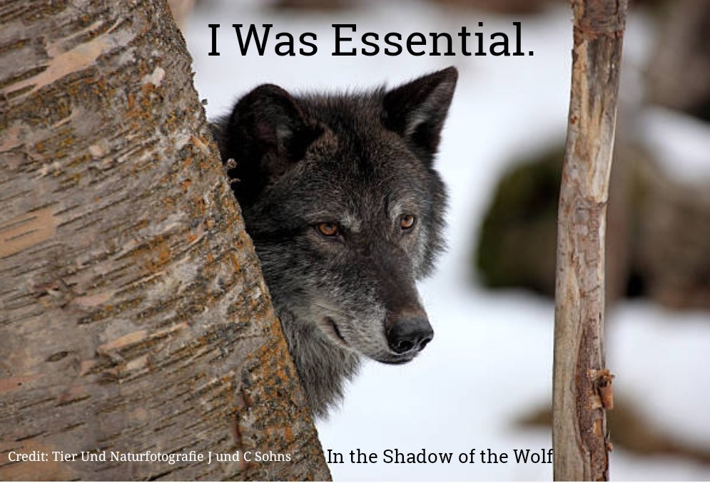 bandnentx2's tweet photo. .@GovInslee: Yet another wolf family being destroyed to protect livestock grazing in #NationalForests on our dime.
#ProfanityPeakPack #ShermanPack #TogoPack #SmackoutPack #WedgePack
#ProfanityPeakPack2
#StopTheSlaughter of #WAwolves https://t.co/A4NMgHS3GM