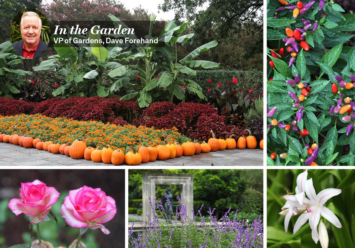 dallasarboretum's tweet photo. Autumn at the Arboretum is in full swing! Come see what’s blooming this week, including marigolds, ornamental peppers, roses, Mexican bush sage, crinum lilies and so much more! #whatsinbloom #autumnatthearboretum #dallasfall #pumpkins!!! https://t.co/TGwA3GQ4kx