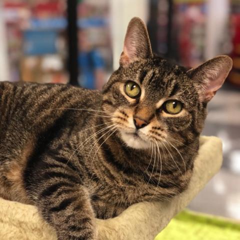 youngatheartpet's tweet photo. #Caturday #Adoptable #TabbyCat Sadie is patiently waiting for her special someone - could it be you? https://t.co/4vs85YGOrt