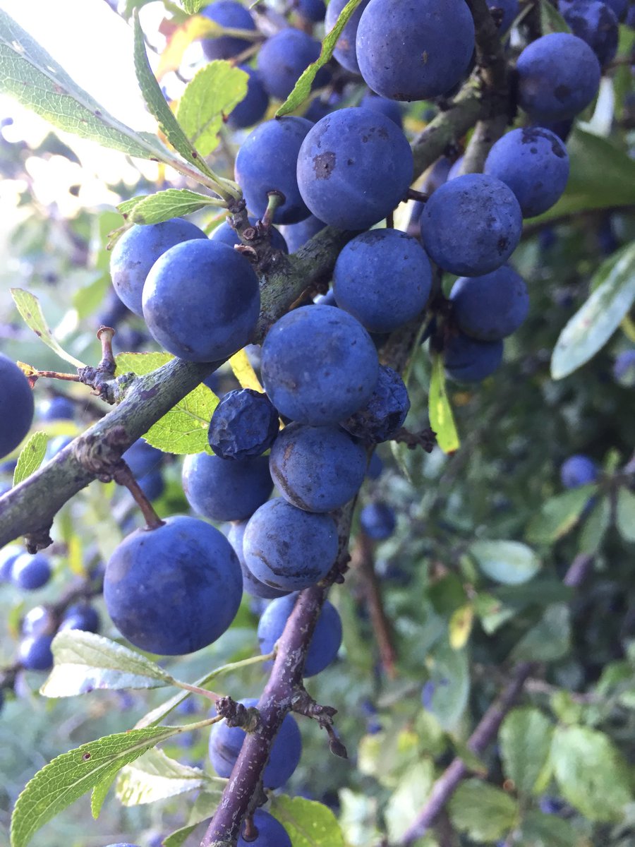 FungifinderUk's tweet photo. Sloe gin time #Gin https://t.co/lkvfZ75Oft