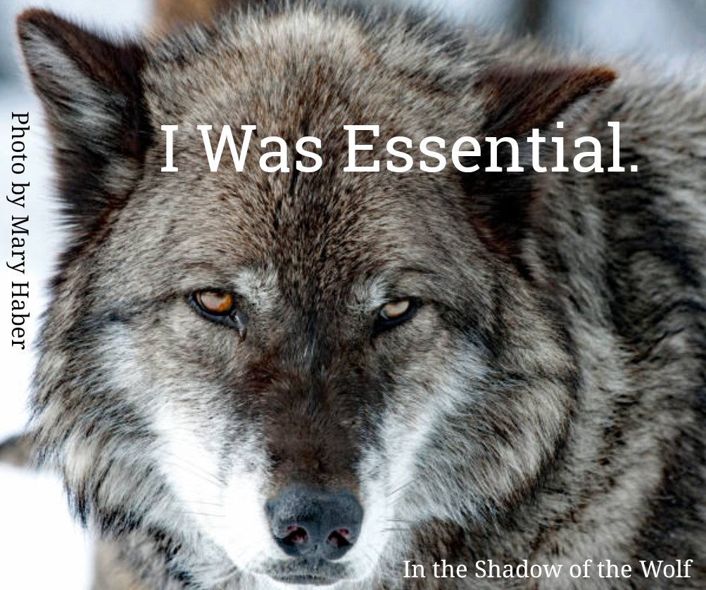 AEAllen27's tweet photo. Killing #wolves to benefit the profit margin of private businesses utilizing public resources is an outrage. #StopTheSlaughter of #WAwolves @WDFW Protect our #wolves @GovInslee #WedgePack https://t.co/W9JGHGlosa
