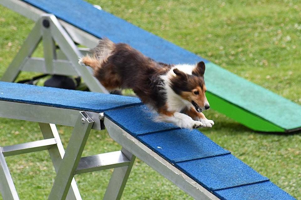 ColombiaAgility's tweet photo. Hector Diaz junto a Flame e Imagine 🐾 nos representarán en el mundial de Agility en Suecia 🇸🇪 @agilityvm2018
@ELTIEMPO @NoticiasRCN @NoticiasCaracol @ZuluagaCamila @Mascotas_Y_Co @NoticiasUno @Citytv @CMILANOTICIA 
#agilitycolombia #colombia #bogota #agility #perros https://t.co/WMCvvxAYHQ