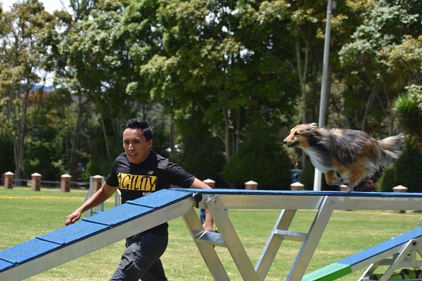 ColombiaAgility's tweet photo. Diego Hernández junto a Miel 🐾 nos representarán en el mundial de Agility en Suecia 🇸🇪 @agilityvm2018
@ELTIEMPO @NoticiasRCN @NoticiasCaracol @ZuluagaCamila @Mascotas_Y_Co @NoticiasUno @Citytv @CMILANOTICIA 
#agilitysweden #agilitycolombia #colombia #bogota #agility #perros https://t.co/LJLEqw7dQ5
