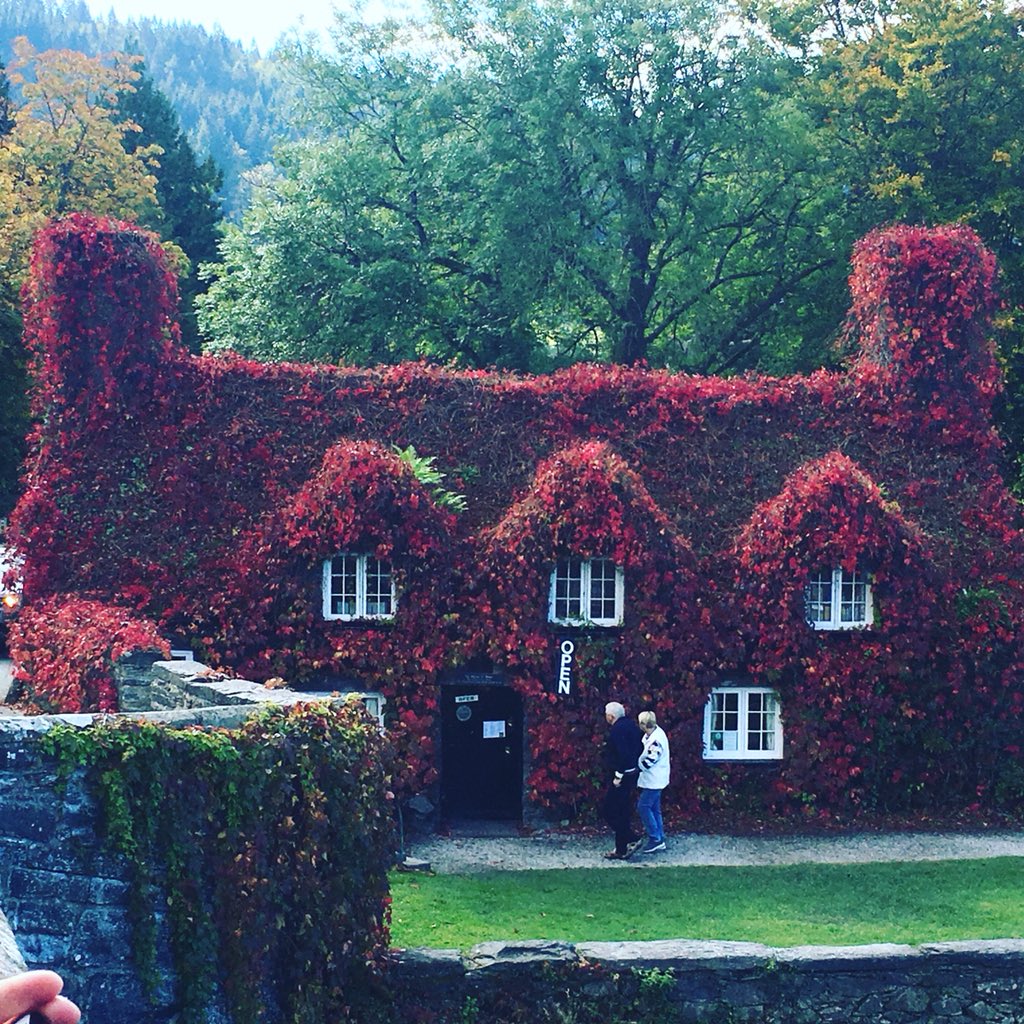 #tuhwntirbont tearoom looking stunning in its #Autumn colours #Llanrwst  #northwales