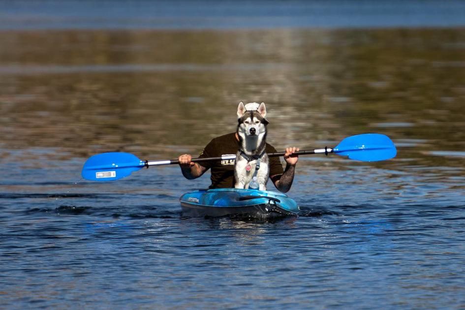 Comfy_Kayak's tweet photo. A paddling pup is all one needs.
https://t.co/HpzfhtOcQX  #kayakstore #kayakshop #kayakgear #sup #backseat #kayakseat #sale #kayakingdog #supdog https://t.co/pbdTTt5GD1