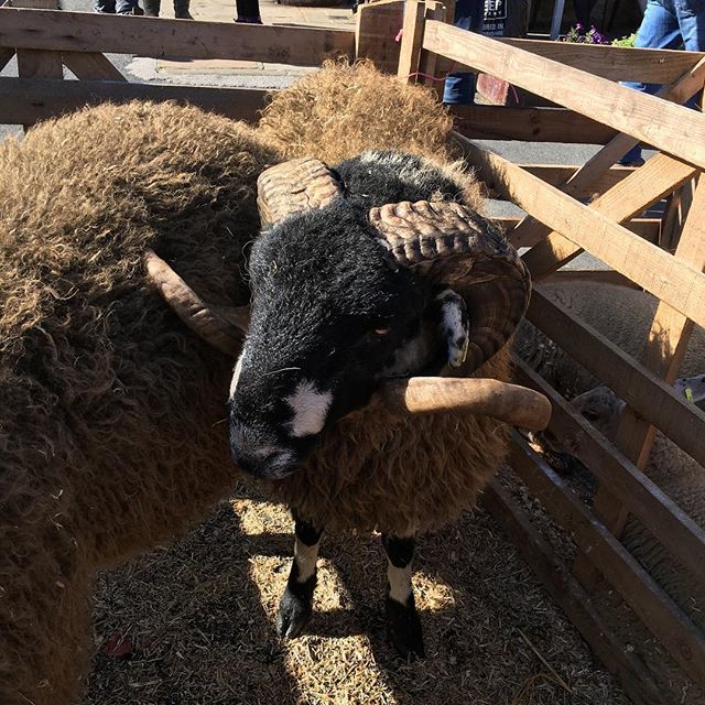 #Country #horn #sheepish ift.tt/2DDYvo7