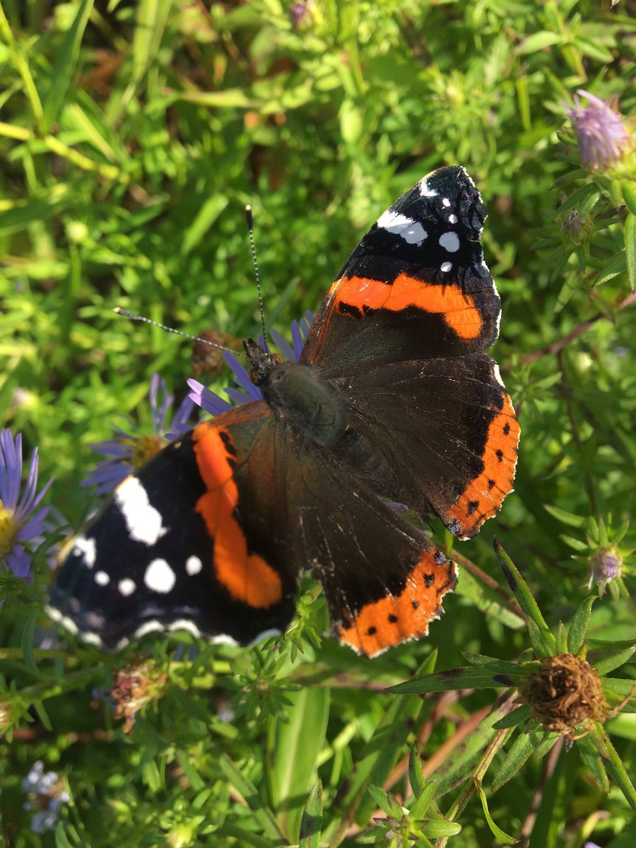 ElliottHBurns's tweet photo. Though common, Red Admirals (Vanessa atalanta) are always nice to see. Especially so when they let you get right up close for a photo! #nature #butterfly https://t.co/MVCCKfmMJm