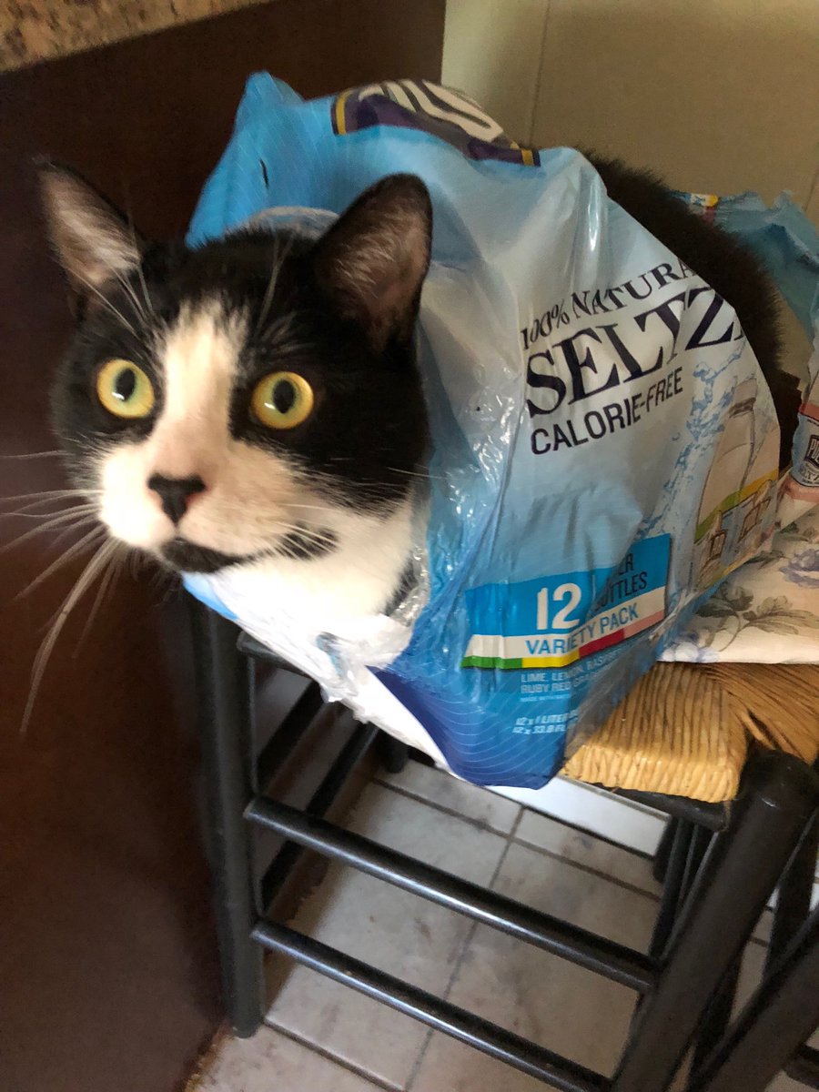 _sara_solis's tweet photo. Frank loves ⁦@PolarBeverages⁩ as much as I do 💦😻 https://t.co/QexK9kg82M