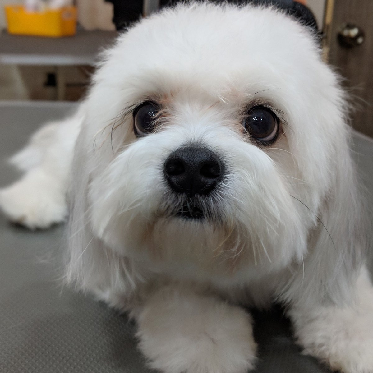 Sniffing out our weekend plans with Leo 🐶🐶
.
#redpawsdelhi