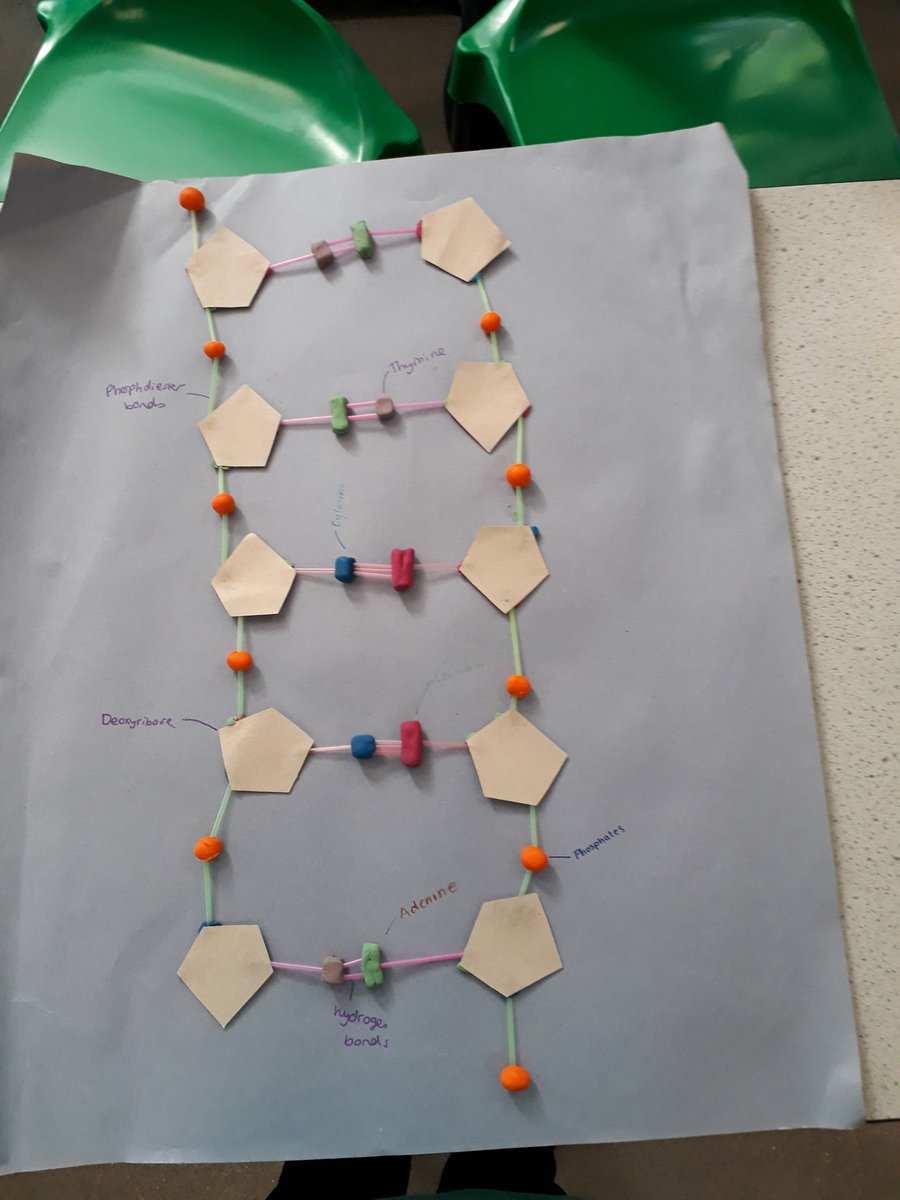 BioloGem's tweet image. DNA models with Yr 12 #biology #yr12 #DNAmodels