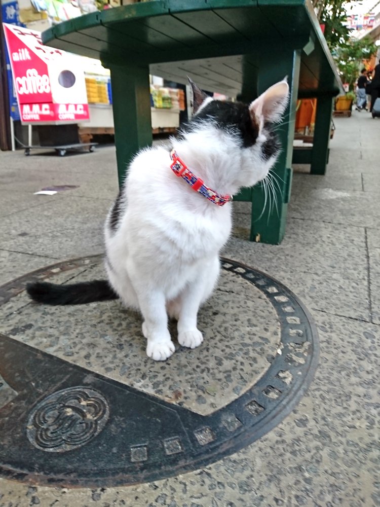 東京かんばん猫