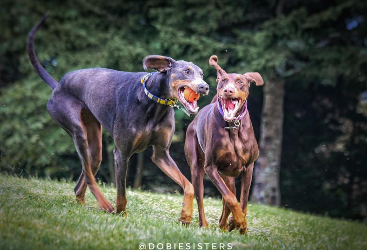 bonjourfido's tweet photo. Livin' it up for the weekend😊! #YellowAndNavyPlaid #ModPurple #DogCollar
·
Give $10 OFF to a furry friend & Get $10 in our store! Sign up now!
https://t.co/elYCLSsTHv https://t.co/8gynKkNtxN