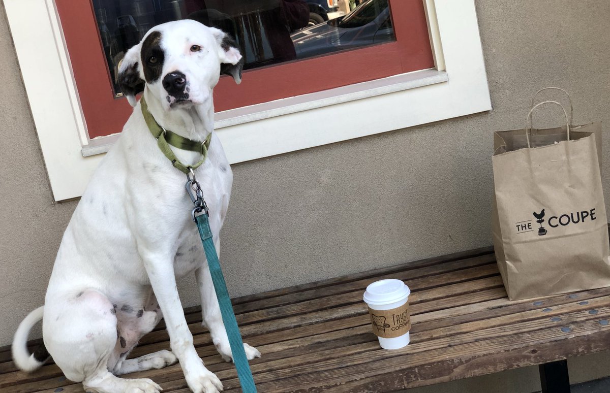 11thandBark's tweet photo. It’s #nationalcoffeeday! 

#11thandBarkDogs #TheCoupe #11thSt #Ward1 https://t.co/VtjcooFRrr
