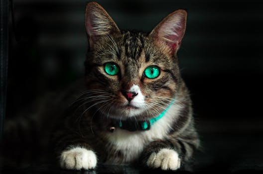 nancysmithkitty's tweet photo. #catbeauty #love #greeneyes https://t.co/M1SDljBkHh