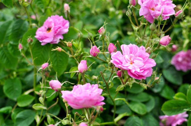 CurlsnCurls's tweet photo. All our products are made of 100 % natural ingredients. Our roses come from Grasse >> https://t.co/tzly4jU0C4​ 💐🌿 https://t.co/Oim2BiRwkV