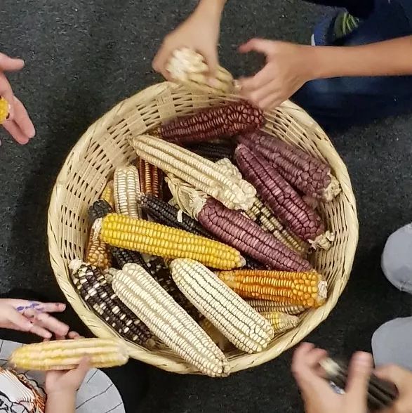 XMaices's tweet photo. Como hijos tuyos te honramos, te cuidamos y defendemos, nos das identidad y pertenencia, alimentas nuestro cuerpo y espíritu. ¡Representas nuestras raíces! #SaboresDeNuestraGente #XicaMaices https://t.co/p4cbXym4C4