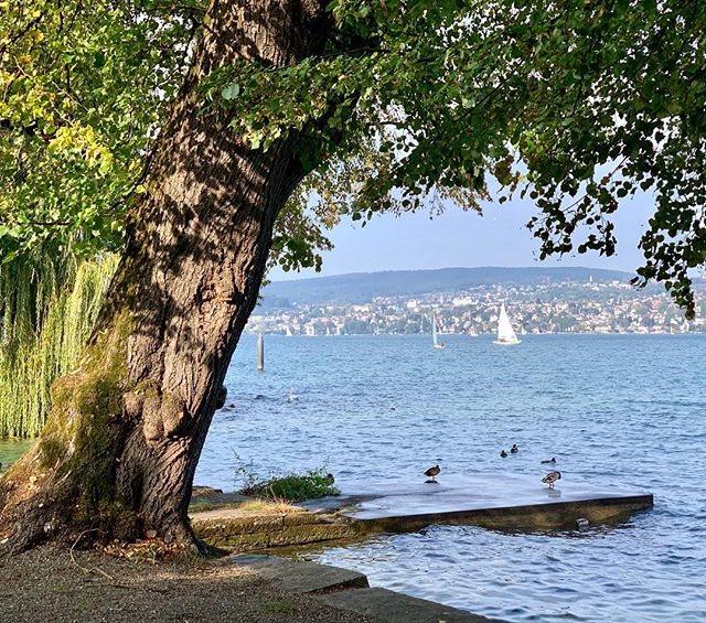 EricMueller's tweet photo. Another gorgeous day on Lake Zรผrich. #switzerland #lake #boat #bridge #nature #trees #hashbrownblessed https://t.co/iedL3UaHKK